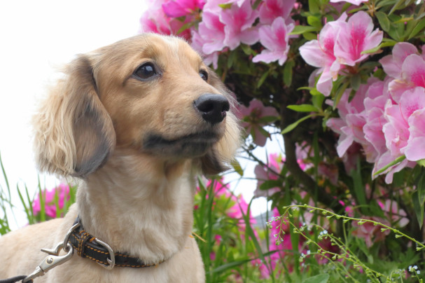 犬の生態と本能 習性について学ぼう 壱岐野犬マップ