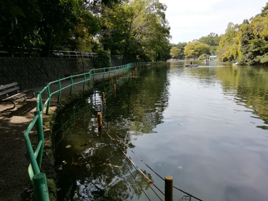 台風19号後の石神井川 富士見池 東伏見 武蔵野台地の湧き水復活を考える 外環道の開通を控え