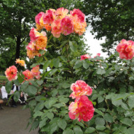 スイゼンジノリ 化粧品 いつまでも美魔女でいよう