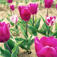 スイゼンジノリ 化粧品 いつまでも美魔女でいよう