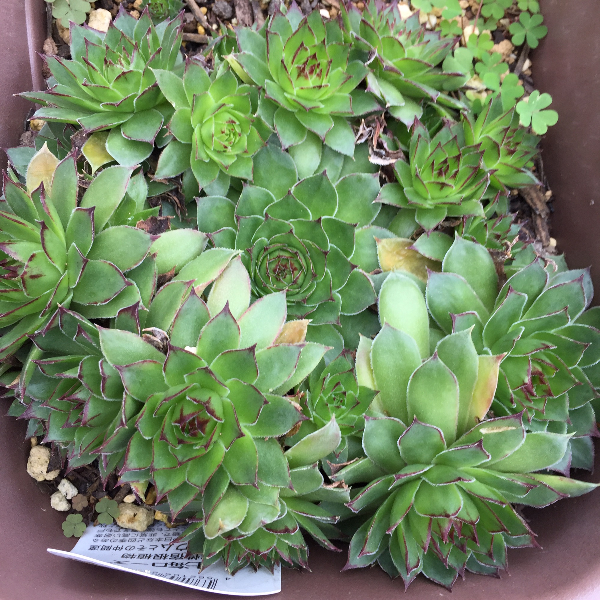 感謝を込めて。センペルビウム15(*´ω`*)T b09776006fd80f85a7ebc6957728fd