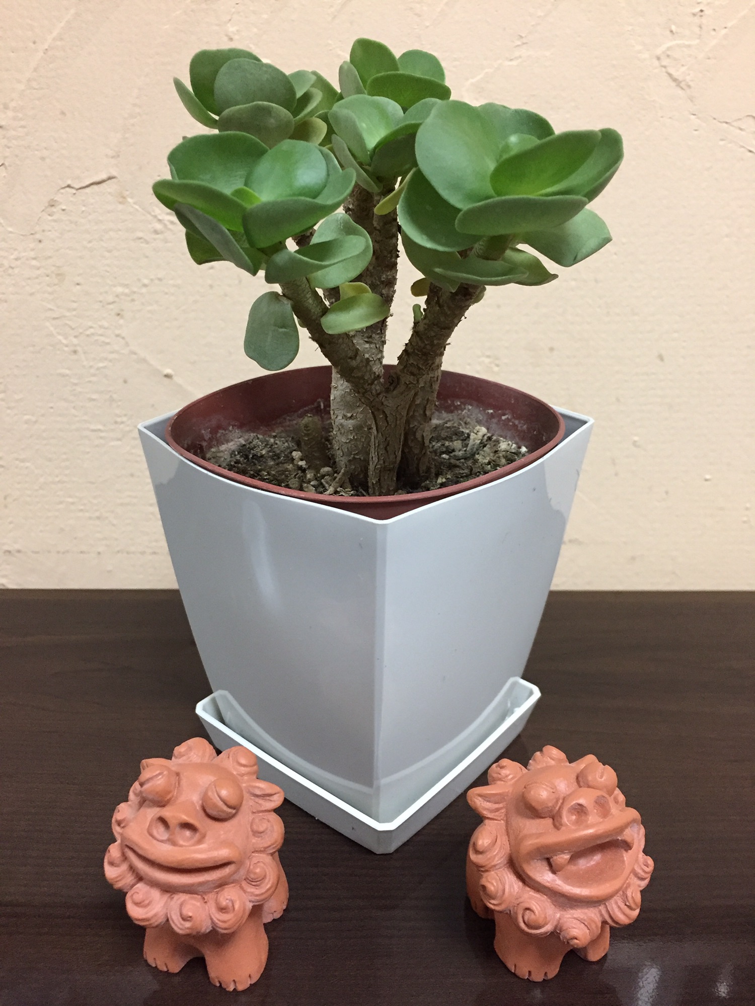 アカシア ソテツ 多肉植物 ゼラニウム 金の成る木 【公式通販】 アカシア ソテツ 多肉植物 ゼラニウム 金の成る木 【公式通販】