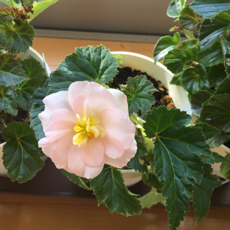 冬越しチャレンジ フォーチュンベゴニアとベゴニアタブレット 厨さくら Kuriya Sakura