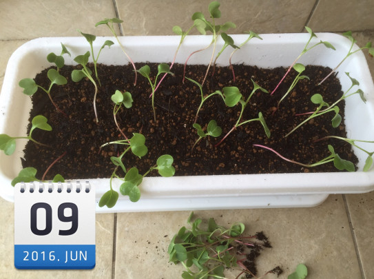 はつか大根 9日目 厨さくら Kuriya Sakura