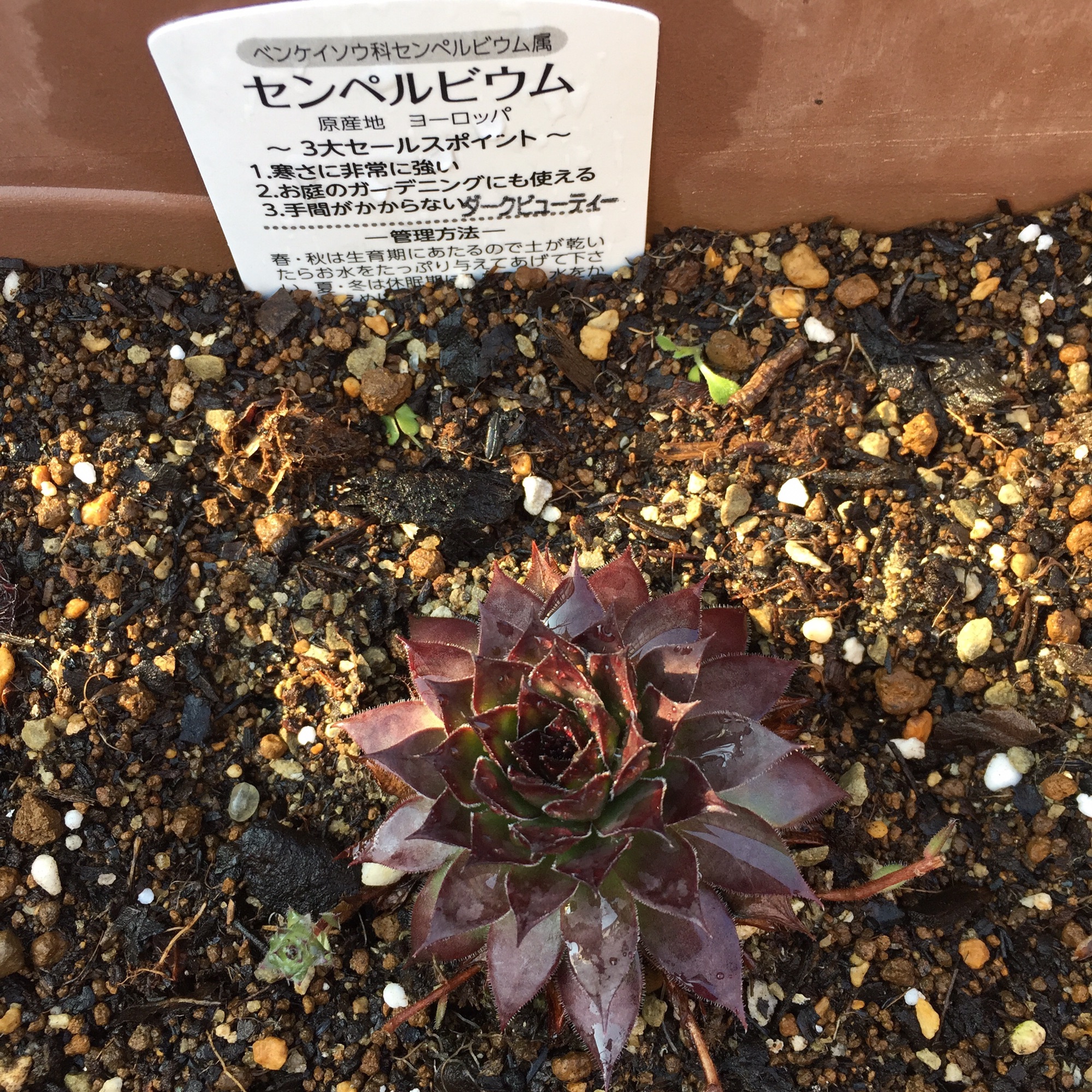 センペルビウム ウィンタービューティー ウィンタービューティー