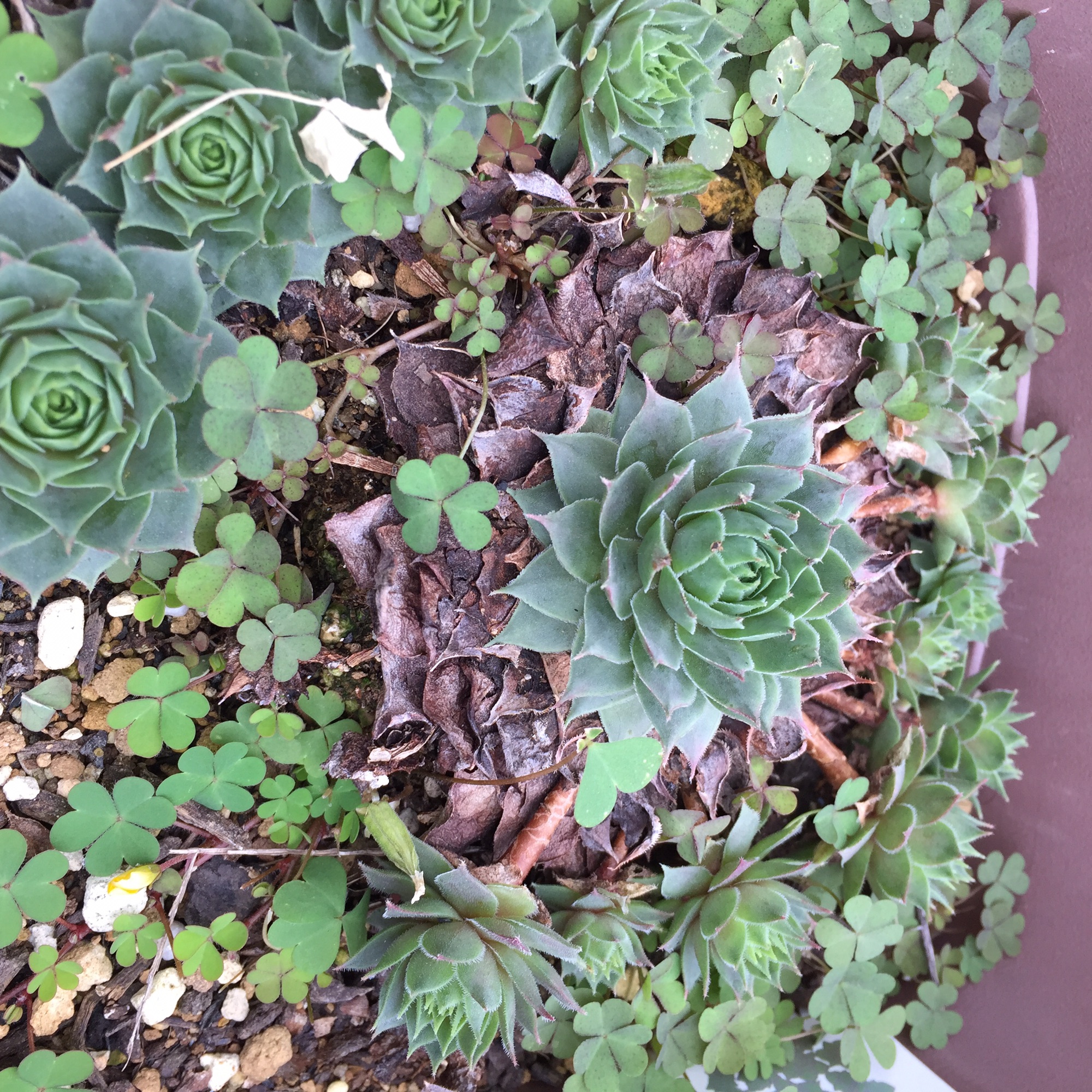 夏に消滅🥺 (センペルビウム etc） | 厨さくら kuriya-sakura