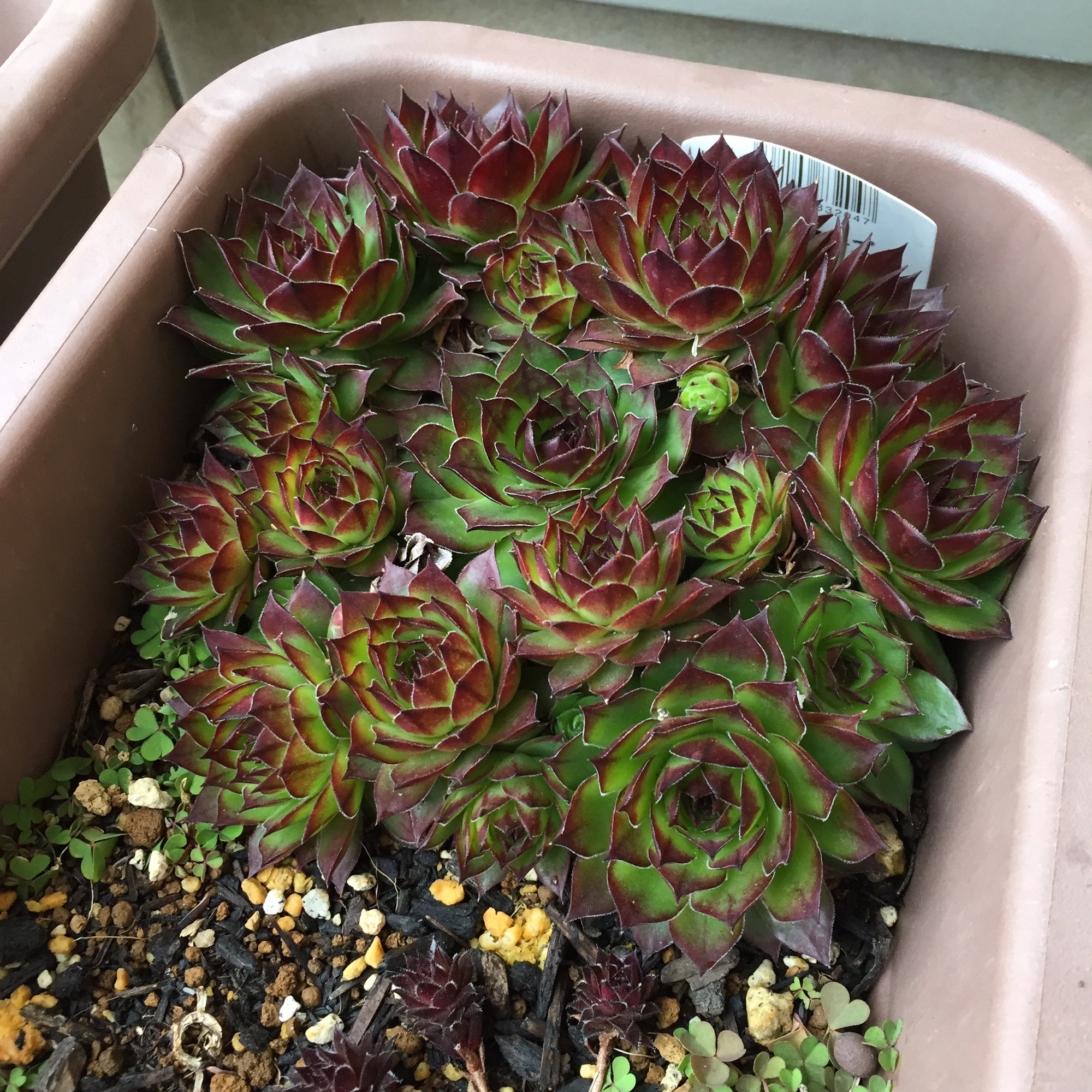 センペルビウムの大解体 | 厨さくら kuriya-sakura