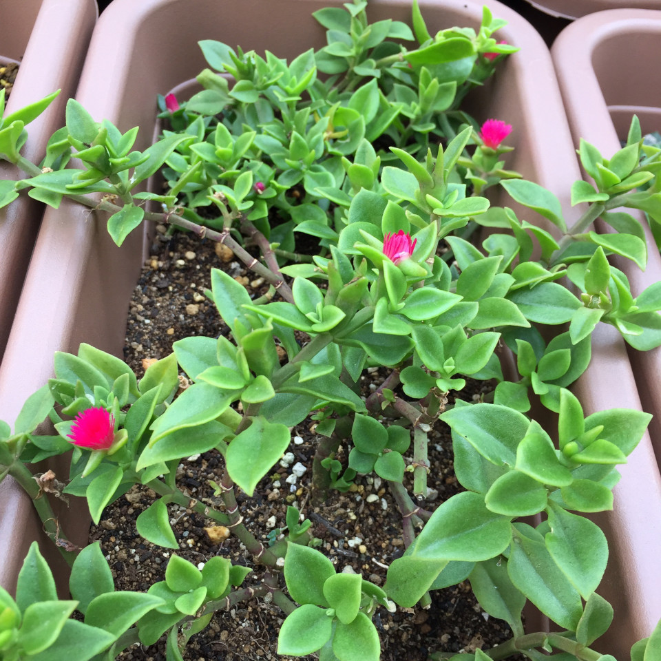 バラという名前が付いてますが ベビーサンローズ 厨さくら Kuriya Sakura