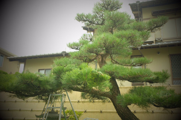 黒松と庭木の剪定作業 三重県剪定伐採専門店 剪定屋空 サブサイト