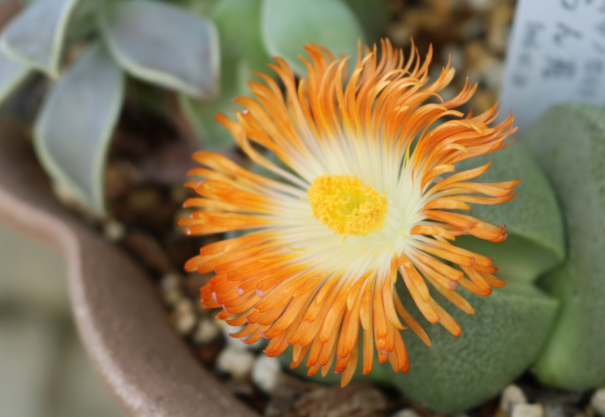 脱皮する多肉植物リトープス 三重県剪定伐採専門店 剪定屋空 サブサイト