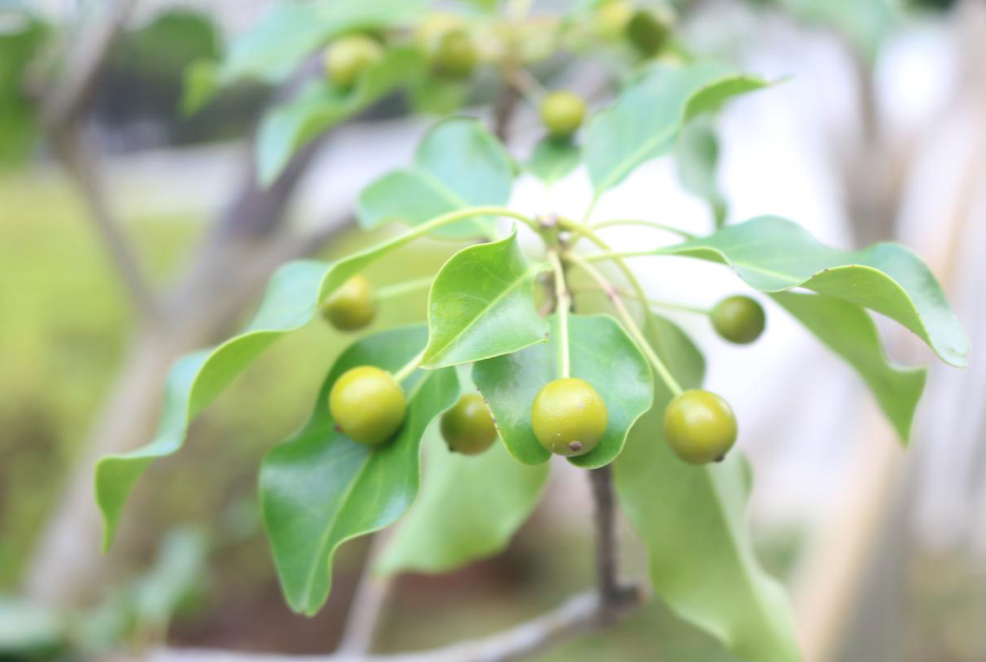 黄色もあった ソヨゴ 三重県剪定伐採専門店 剪定屋空 サブサイト