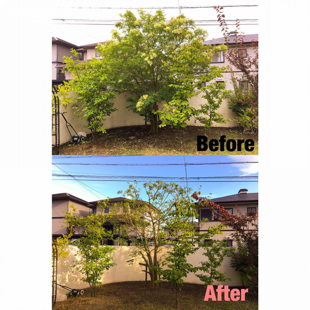 桑名市 花壇部分ヘデラ除去 剪定作業 三重県剪定伐採専門店 剪定屋空 サブサイト 桑名市 花壇部分ヘデラ除去 剪定作業 三重県剪定伐採専門店 剪定屋空 サブサイト