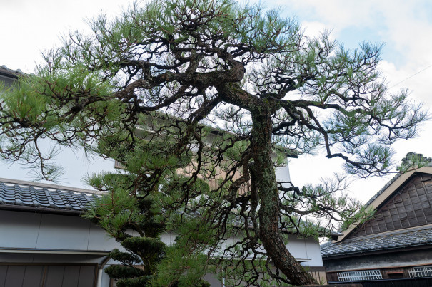 三重県亀山市にて黒松の剪定 身近な木から自然環境を考える 三重県剪定伐採専門店 剪定屋空 サブサイト