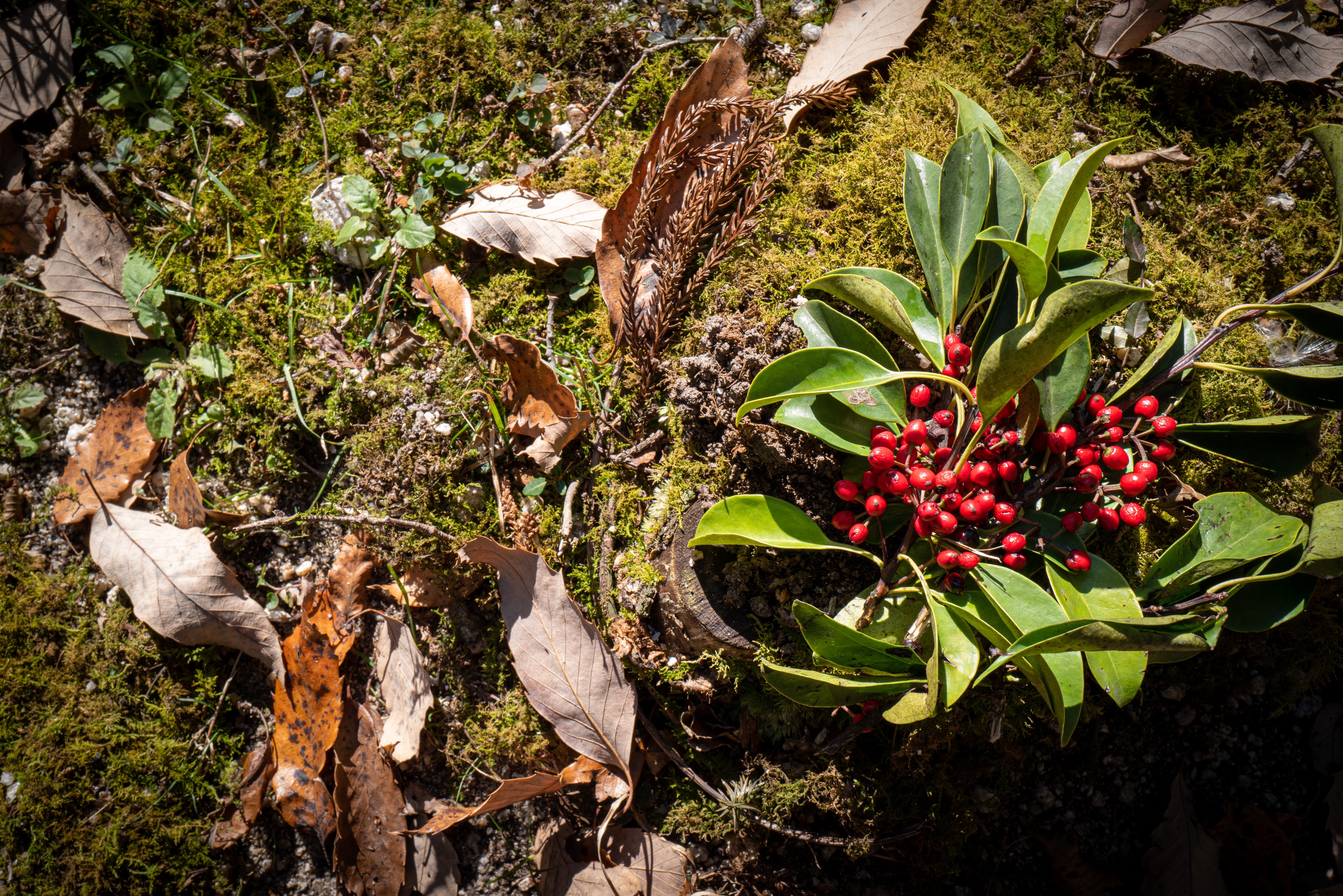 冬を彩る赤い実 金持ちになれる 縁起の良い人気樹木 クロガネモチ 三重県剪定伐採専門店 剪定屋空 サブサイト