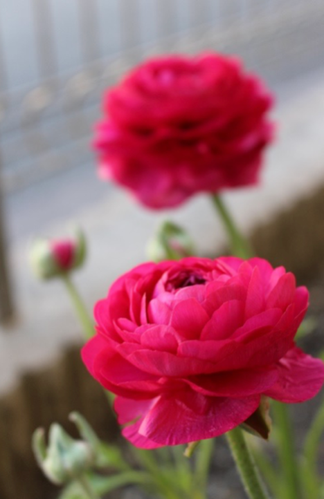 ラナンキュラス たくさんの花を大きく咲かせるポイントは 三重県剪定伐採専門店 剪定屋空 サブサイト