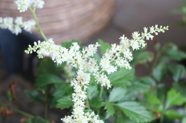 輝きがないなんて言わないで アスチルベ 三重県剪定伐採専門店 剪定屋空 サブサイト