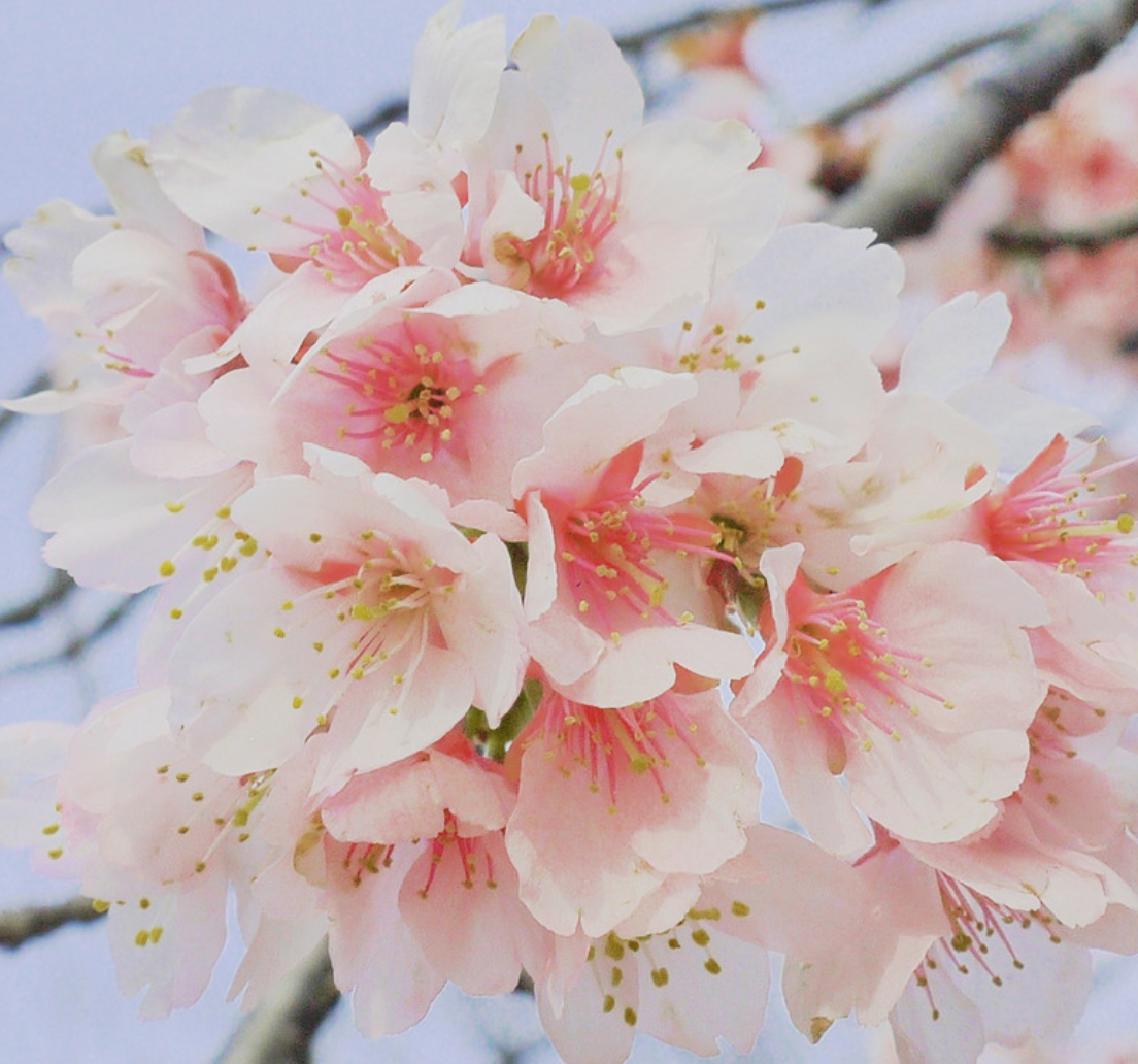 ソメイヨシノはまだ若い桜だった 寿命は60年 三重県剪定伐採専門店 剪定屋空 サブサイト