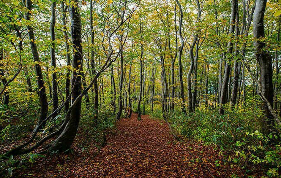 腐葉土と堆肥 三重県剪定伐採専門店 剪定屋空 サブサイト
