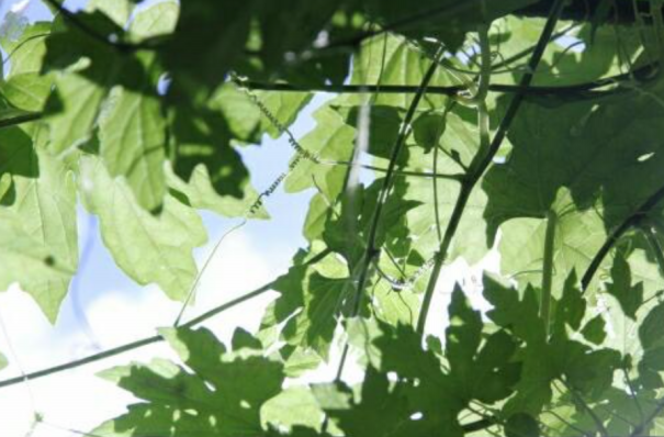 庭木の水やりと乾燥対策 三重県剪定伐採専門店 剪定屋空 サブサイト