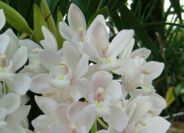 冬に育ててみたい洋らん シンビジウム 三重県剪定伐採専門店 剪定屋空 サブサイト