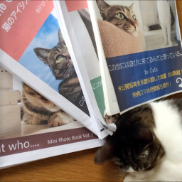 猫 ページ4 にゃぱねっと Ownd