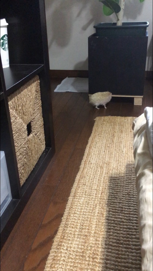 寝顔と真菌が見つかった話 ハリネズミと針仕事のブログ
