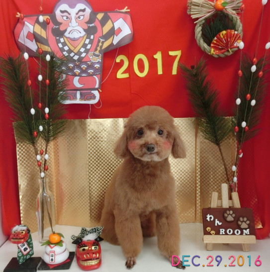 いちごちゃん 春日部市犬の美容室わんroom