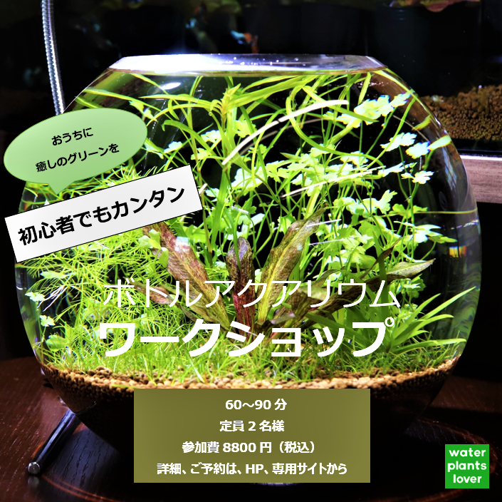 陰性水草-ブセファランドラ各種展示/販売ページ 水上栽培で育成中の水草のみ◎ 陰性水草-ブセファランドラ各種展示/販売ページ 水上栽培で育成