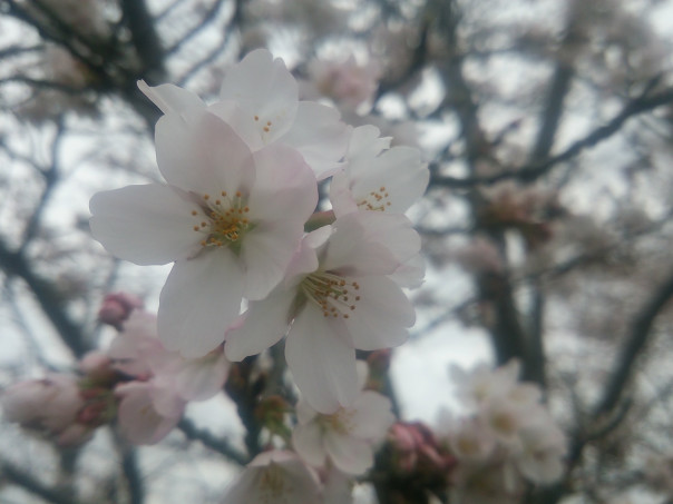 千代田桜 Yatte Mio