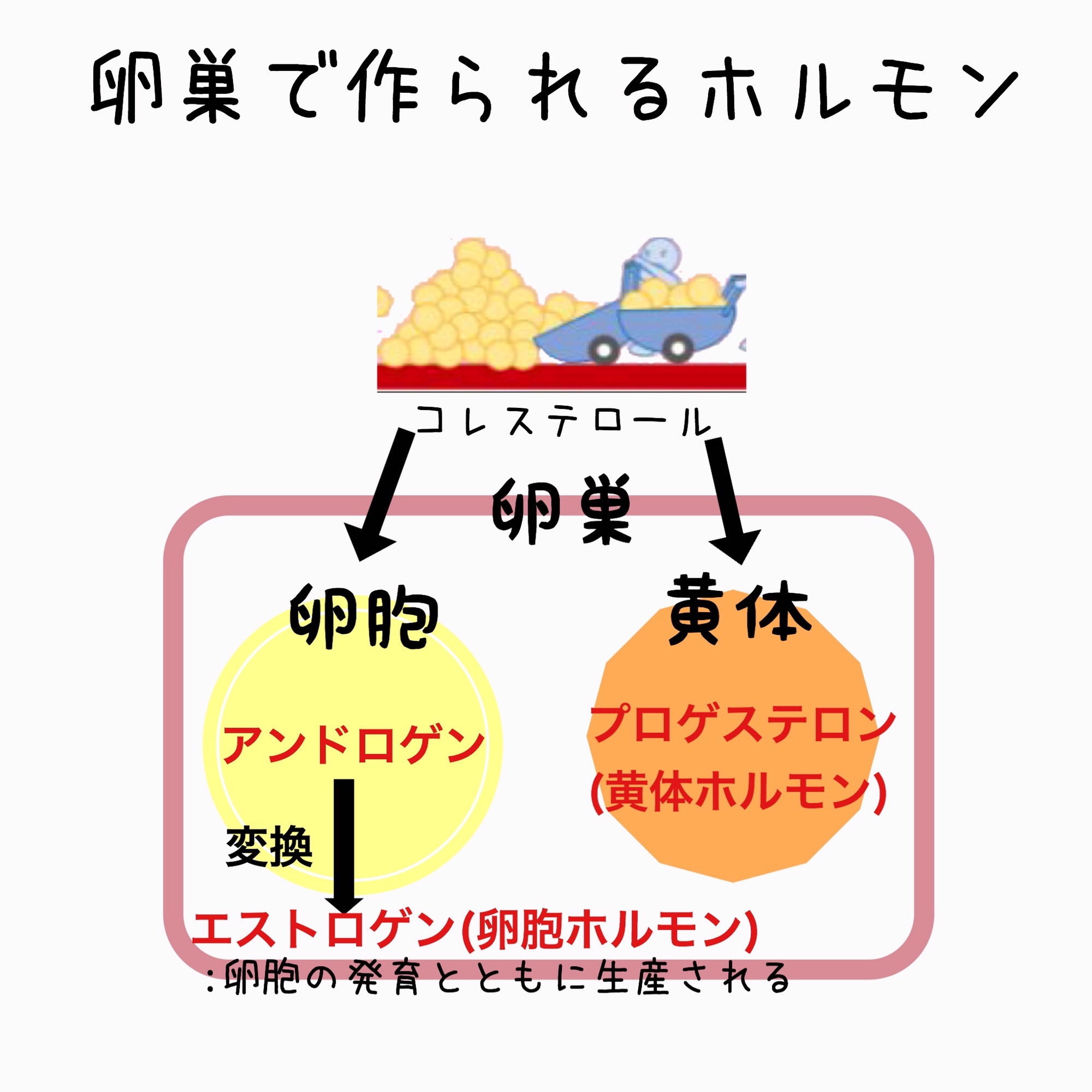 女性ホルモンってなんだっけ | へたれのこ