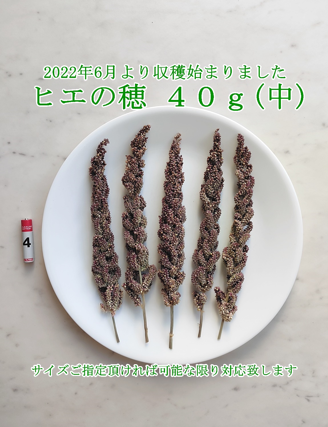 無農薬 殺虫剤不使用！自家栽培 赤粟穂100g！鳥さんのおやつに