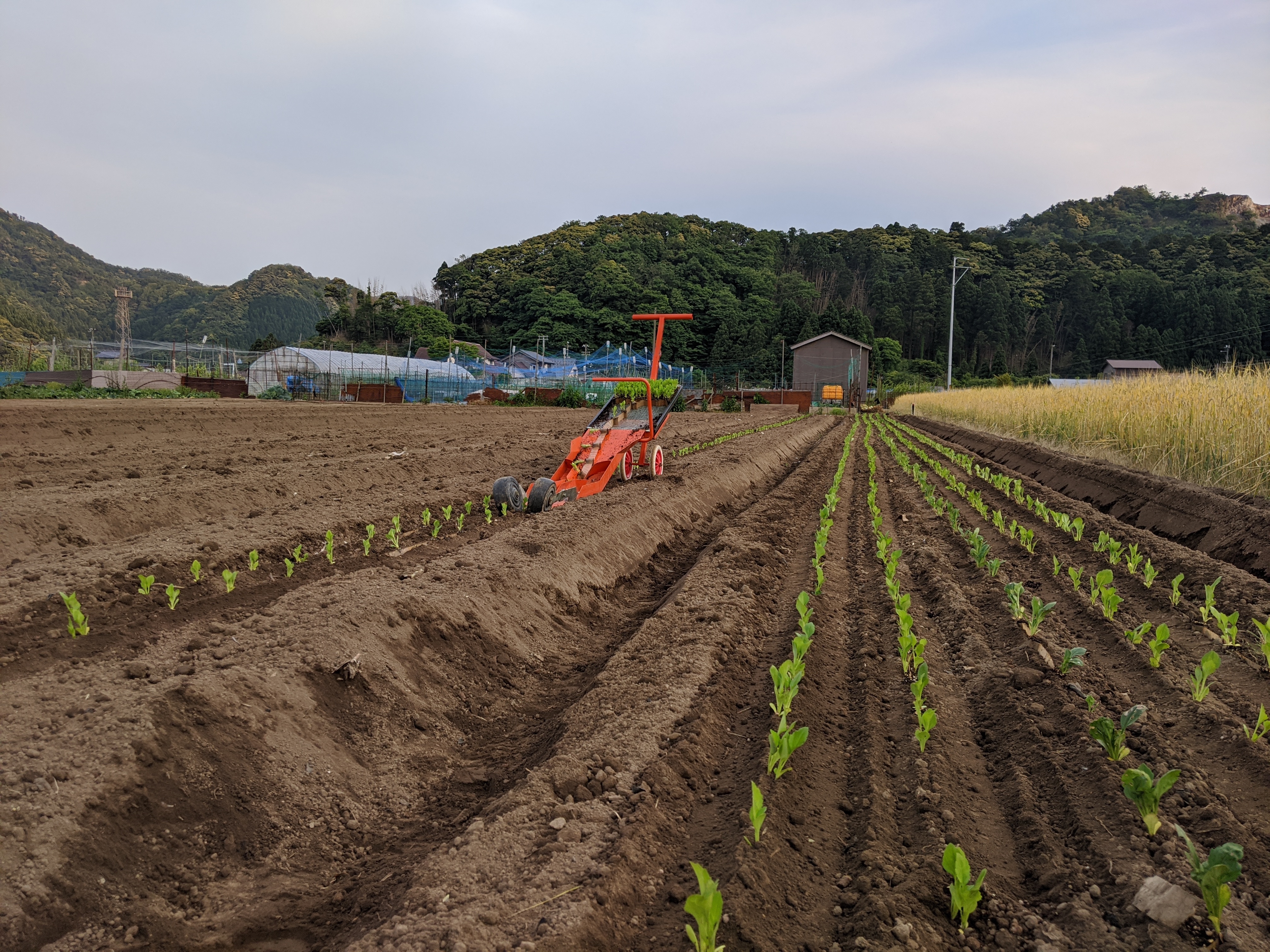 盆花定植 ハッピーベジタブル