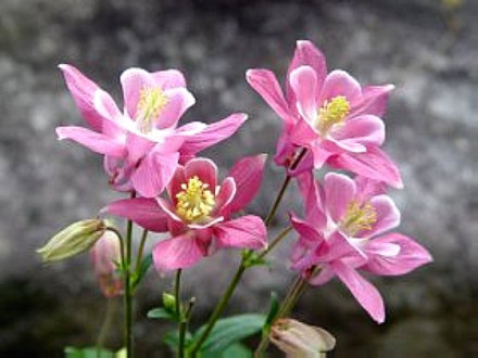 日陰の花 オダマキとシャガ 茉莉花のスローライフ日記 日陰の花 オダマキとシャガ 茉莉花のスローライフ日記