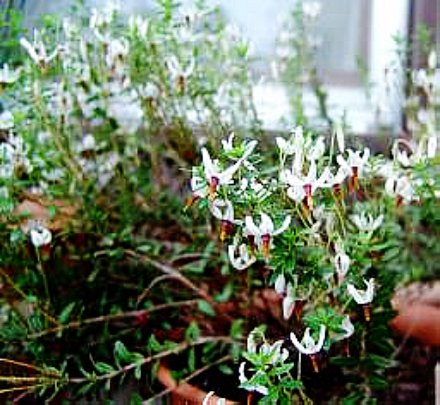 クランベリー花盛り 茉莉花のスローライフ日記