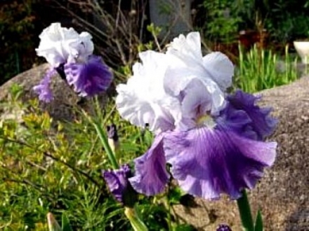 色とりどりにu2026ジャーマンアイリス ✽ 真田紐でストラップ  茉莉花の 