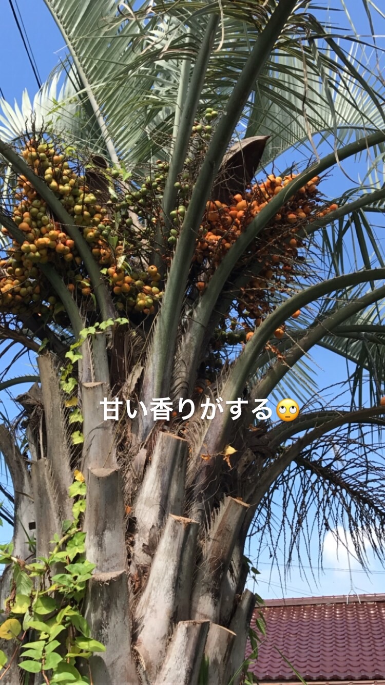 GREENROOMのシルボルツリー、ヤシの木の成長がヤバイ | ISHIKAWA TORU