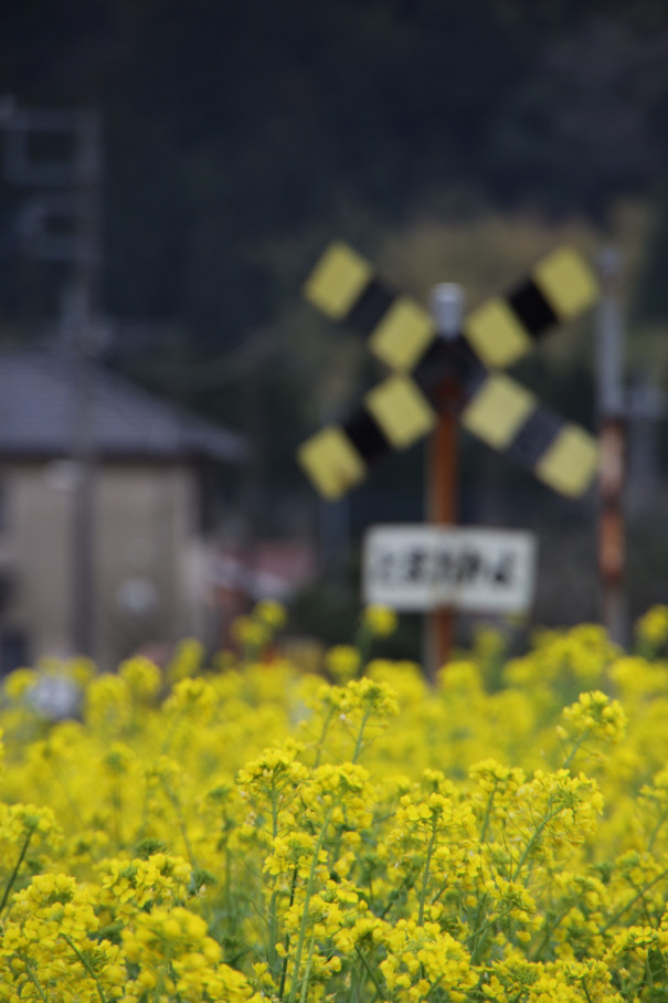 いすみ鉄道 菜の花とキハ28 キハ52 くまののんびり鉄道日和