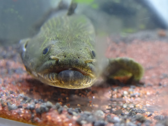 ノーザンバラムンディ Kzkioの爬虫類飼育日記