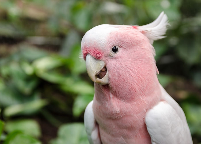 クルマサカオウム | 鳥ーズ☆鳥リスト
