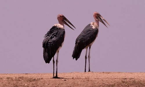ピンク] | 鳥ーズ☆鳥リスト