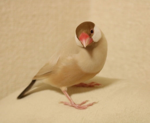 ピンク] | 鳥ーズ☆鳥リスト