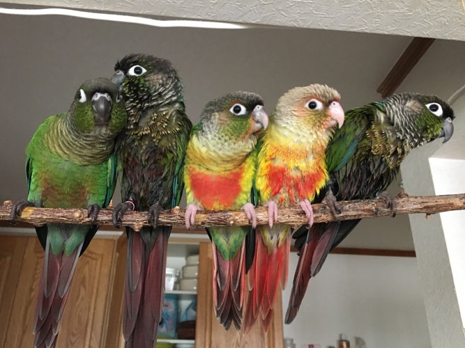 ウロコインコ | 鳥ーズ☆鳥リスト
