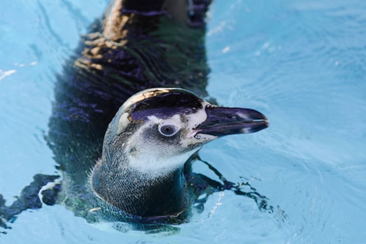ピンク] | 鳥ーズ☆鳥リスト