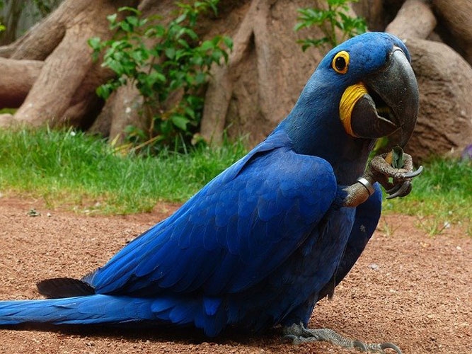 スミレコンゴウインコ=ヒヤシンスコンゴウ | 鳥ーズ☆鳥リスト