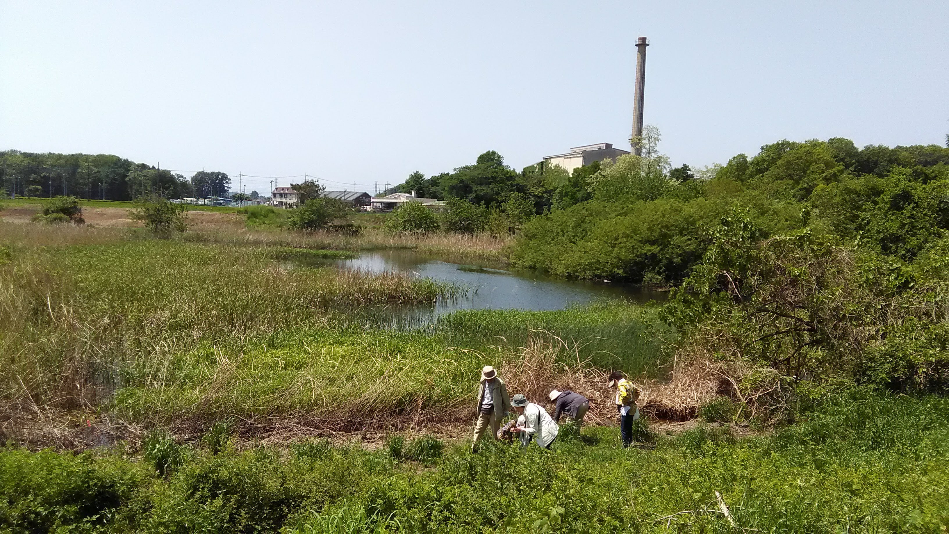 野草の天ぷら in 大森調節池  埼玉県生態系保護協会入間支部