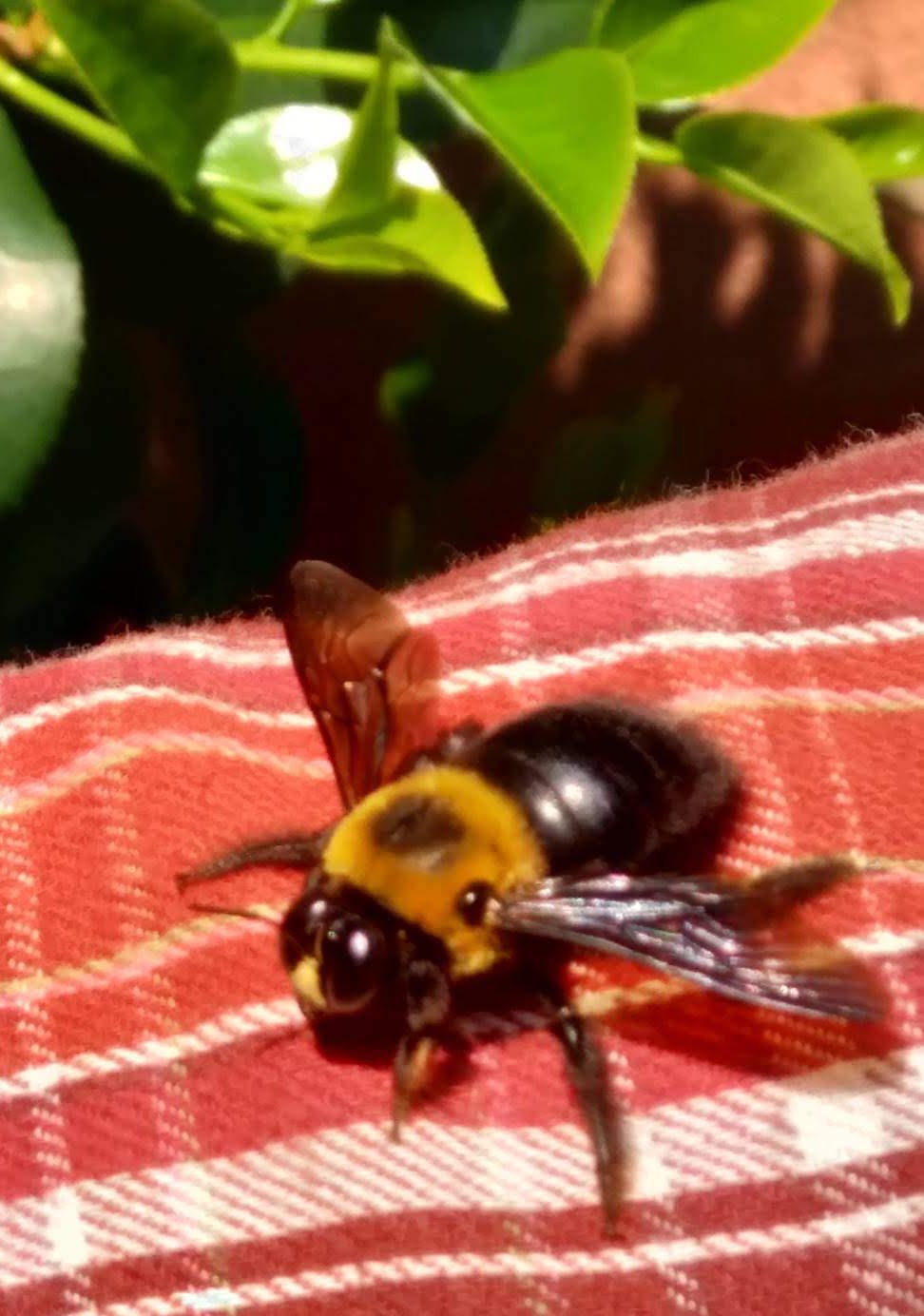 生きもの情報 埼玉県生態系保護協会入間支部
