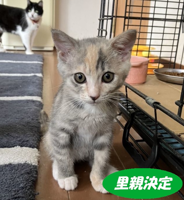 みわちゃんねる突撃永田町 みわちゃん2655様 リクエスト 3点
