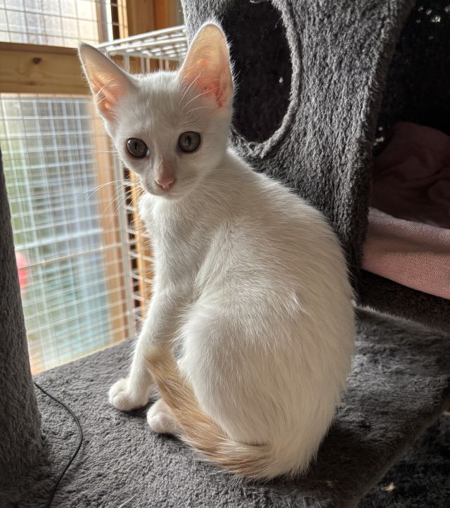 ホイップちゃん、譲渡決定、名前ははなちゃんに | にゃんくるわんくる