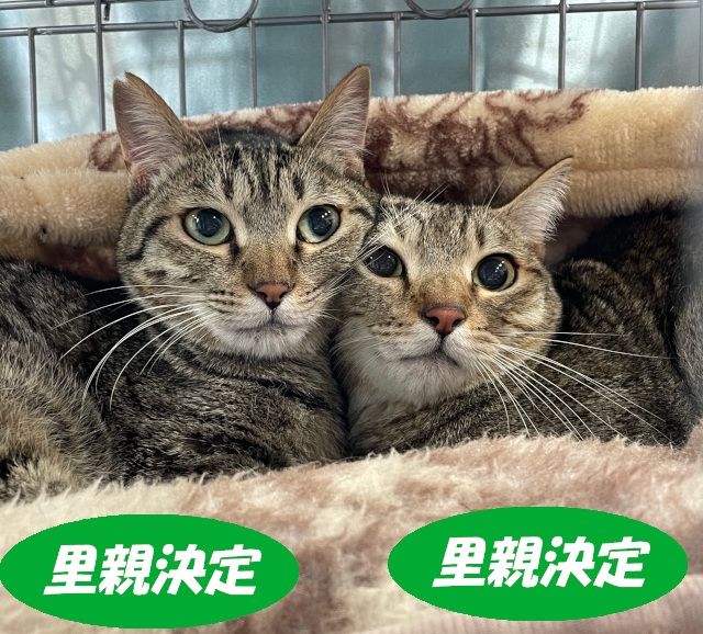 クウちゃん様決定済みです③ クウちゃん様決定済みです③