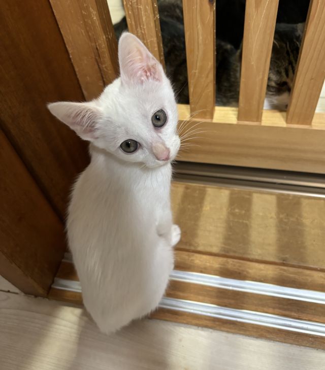 ホイップちゃん、譲渡決定、名前ははなちゃんに | にゃんくるわんくる